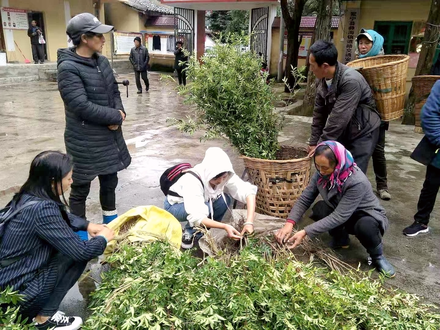 发放花椒苗.png
